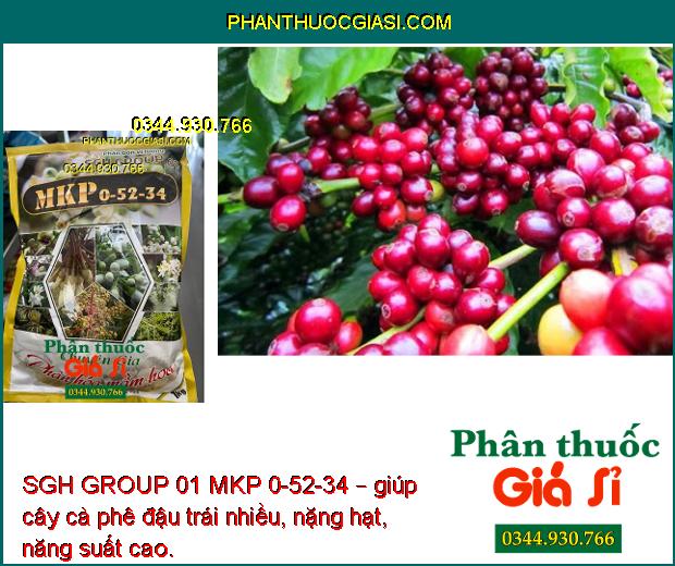 SGH GROUP 01 MKP 0-52-34 – Phân Hóa Mầm Hoa- Nuôi Trái