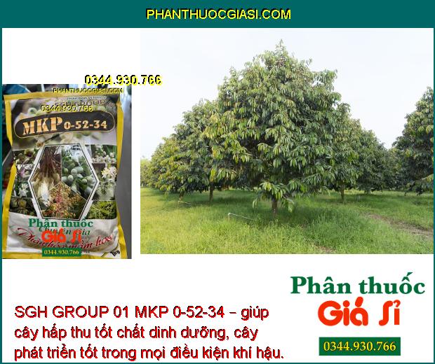 SGH GROUP 01 MKP 0-52-34 – Phân Hóa Mầm Hoa- Nuôi Trái