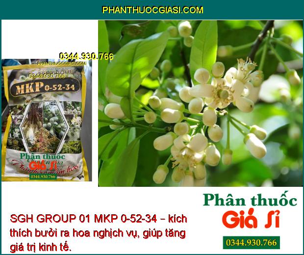 SGH GROUP 01 MKP 0-52-34 – Phân Hóa Mầm Hoa- Nuôi Trái