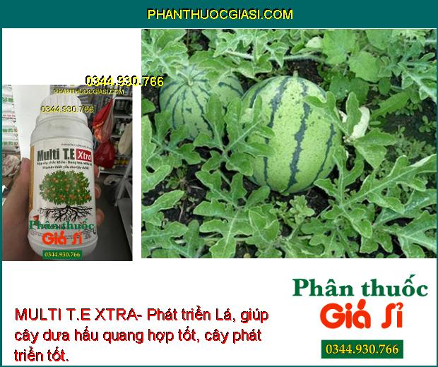 MULTI T.E XTRA- Phát Triển Lá- Mập Cây