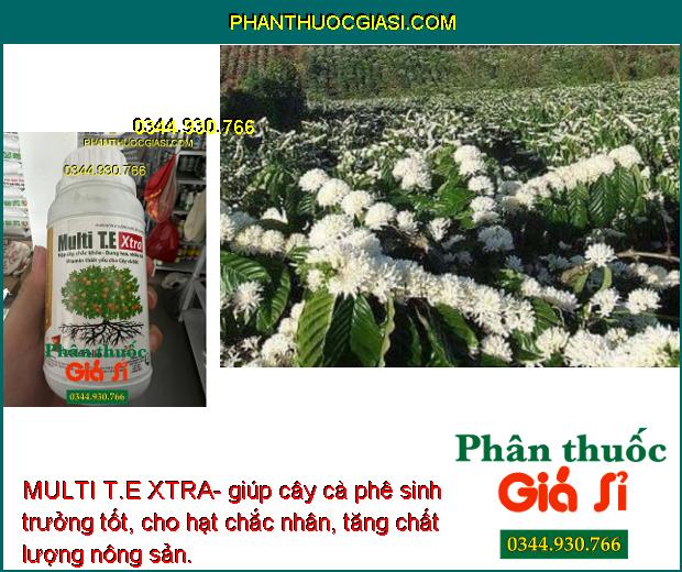 MULTI T.E XTRA- Phát Triển Lá- Mập Cây