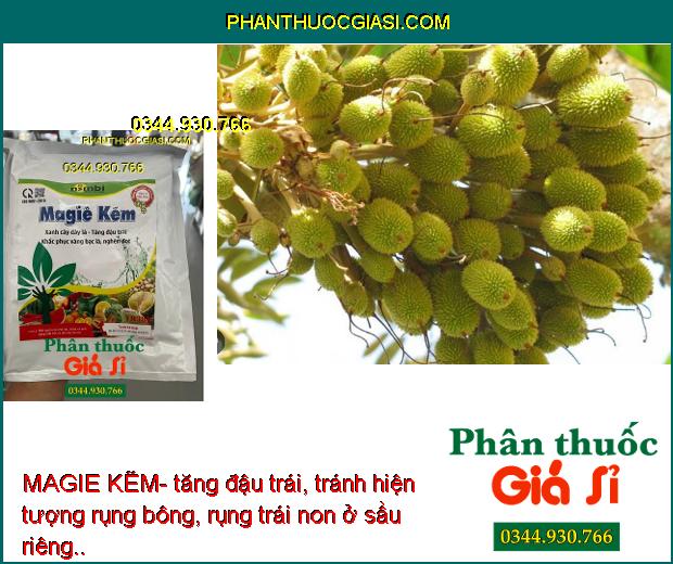 MAGIE KẼM- Xanh Cây Dày Lá- Tăng Đậu Trái