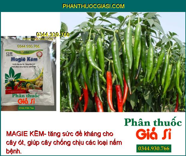 MAGIE KẼM- Xanh Cây Dày Lá- Tăng Đậu Trái