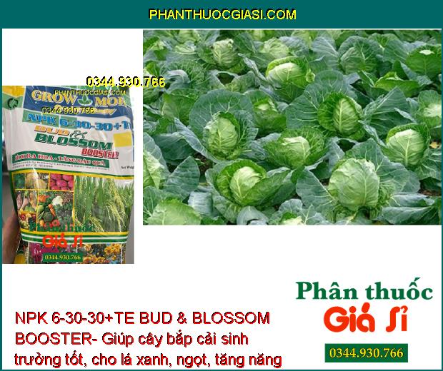 NPK 6-30-30+TE BUD & BLOSSOM BOOSTER- Đâm Chồi- Đẻ Nhánh