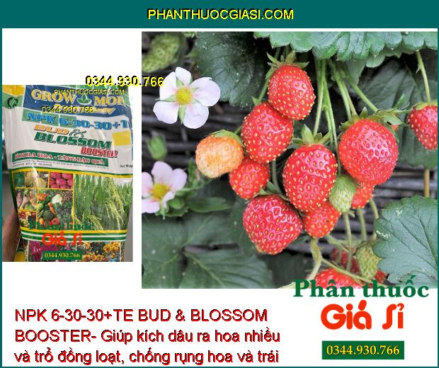 NPK 6-30-30+TE BUD & BLOSSOM BOOSTER- Đâm Chồi- Đẻ Nhánh