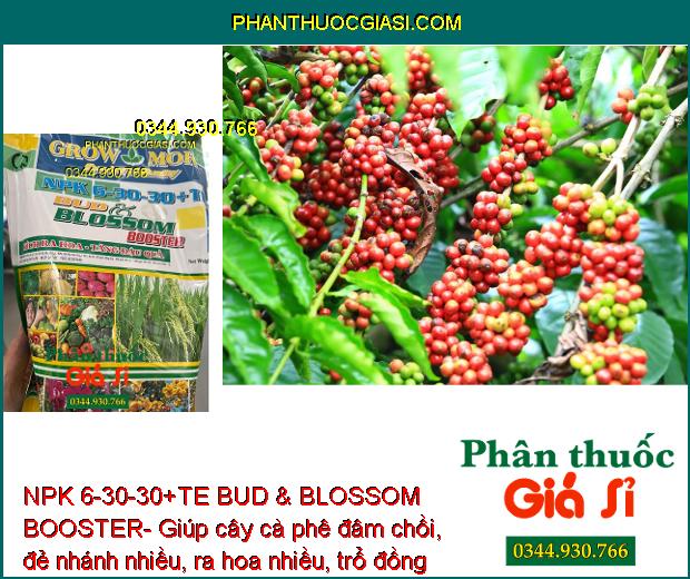 NPK 6-30-30+TE BUD & BLOSSOM BOOSTER- Đâm Chồi- Đẻ Nhánh