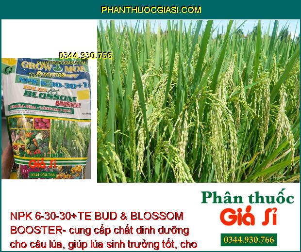 NPK 6-30-30+TE BUD & BLOSSOM BOOSTER- Đâm Chồi- Đẻ Nhánh