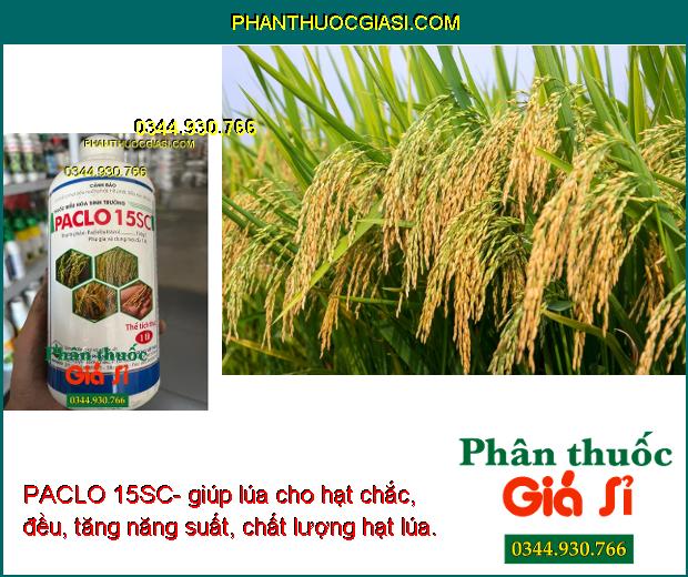 PACLO 15SC-Thúc Đẩy Sinh Trưởng Lúa