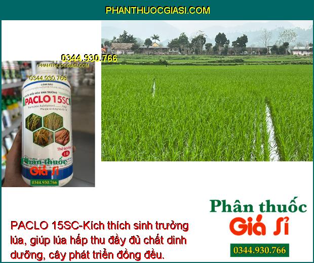 PACLO 15SC-Thúc Đẩy Sinh Trưởng Lúa