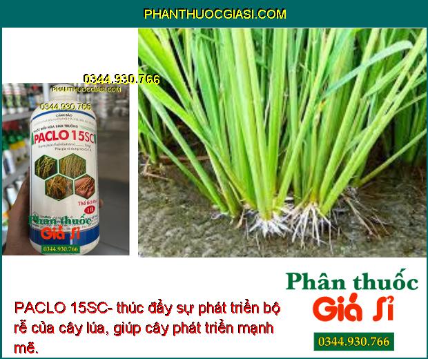 PACLO 15SC-Thúc Đẩy Sinh Trưởng Lúa