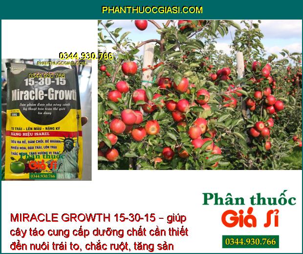 MIRACLE GROWTH 15-30-15 – To Trái- Nặng Ký- Đẹp Màu