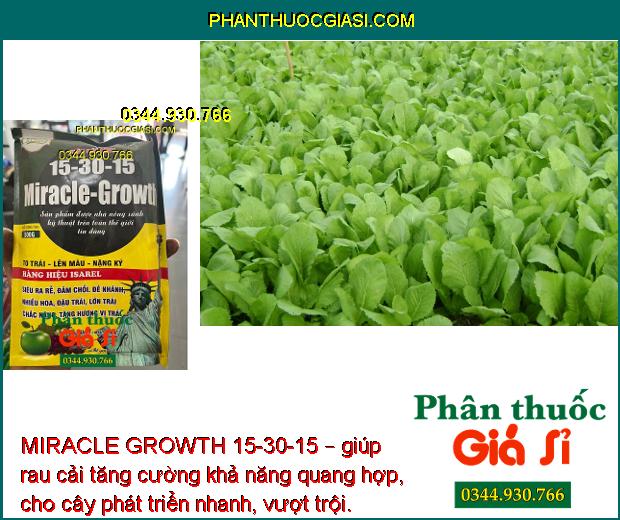 MIRACLE GROWTH 15-30-15 – To Trái- Nặng Ký- Đẹp Màu