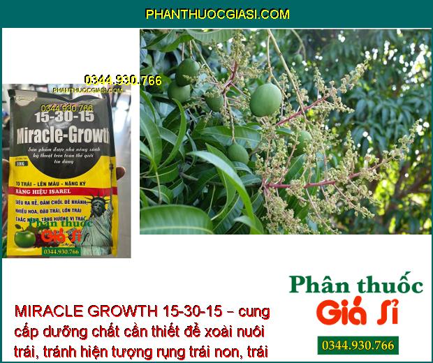 MIRACLE GROWTH 15-30-15 – To Trái- Nặng Ký- Đẹp Màu