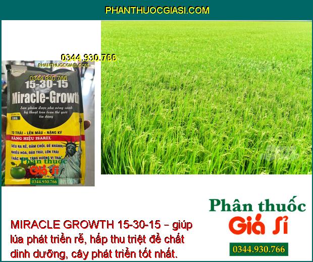 MIRACLE GROWTH 15-30-15 – To Trái- Nặng Ký- Đẹp Màu