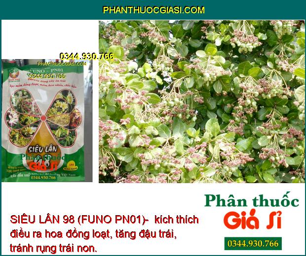 SIÊU LÂN 98 (FUNO PN01)- Tạo Mầm Hoa Đồng Loạt- Tạo Hoa Nghịch Mùa
