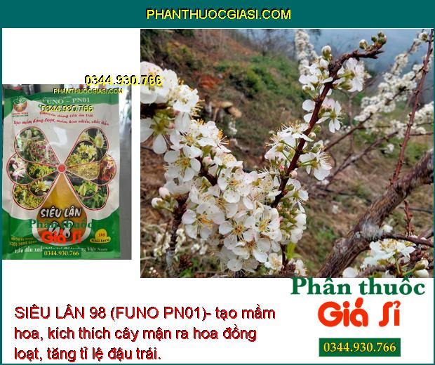 SIÊU LÂN 98 (FUNO PN01)- Tạo Mầm Hoa Đồng Loạt- Tạo Hoa Nghịch Mùa
