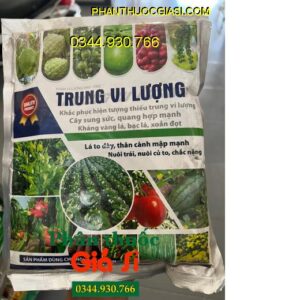 TRUNG VI LƯỢNG – Lá To Dày- Thân Mập Mạp