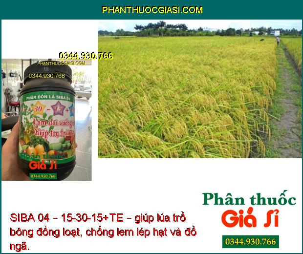 SIBA 04 – 15-30-15+TE – Làm Dai Cuống - Chống Rụng Trái Non