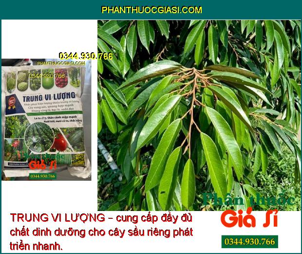 TRUNG VI LƯỢNG – Lá To Dày- Thân Mập Mạp