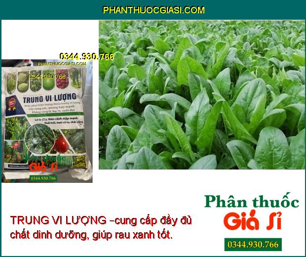 TRUNG VI LƯỢNG – Lá To Dày- Thân Mập Mạp