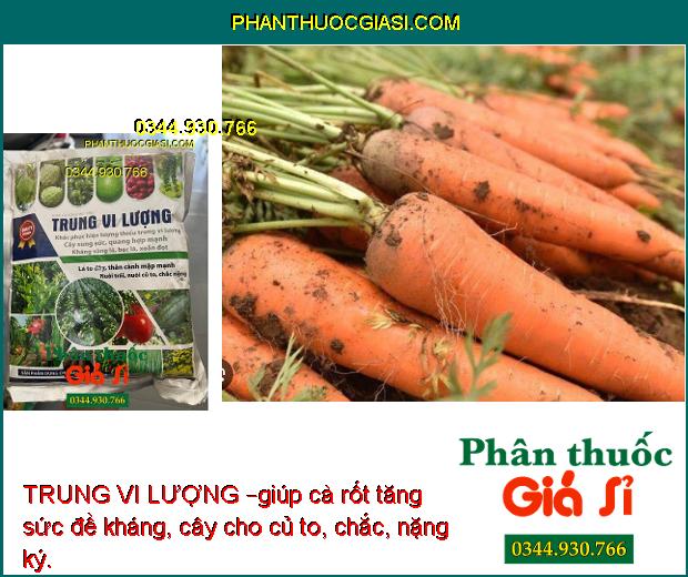 TRUNG VI LƯỢNG – Lá To Dày- Thân Mập Mạp