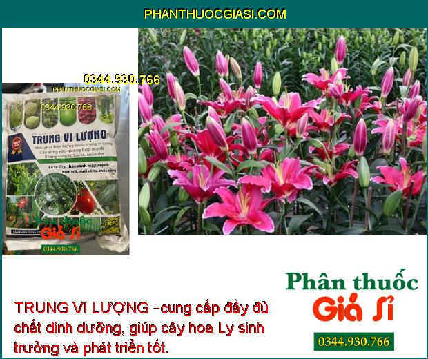 TRUNG VI LƯỢNG – Lá To Dày- Thân Mập Mạp