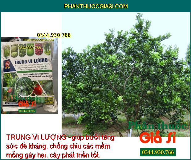 TRUNG VI LƯỢNG – Lá To Dày- Thân Mập Mạp