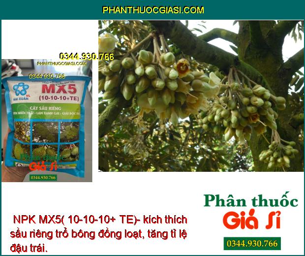  NPK MX5( 10-10-10+ TE)- Nuôi trái - Xanh Gai Dùng Cho Cây Sầu Riêng