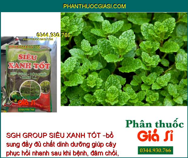 SGH GROUP SIÊU XANH TỐT – Mập Cọng- Bật Chồi- Xanh Lá