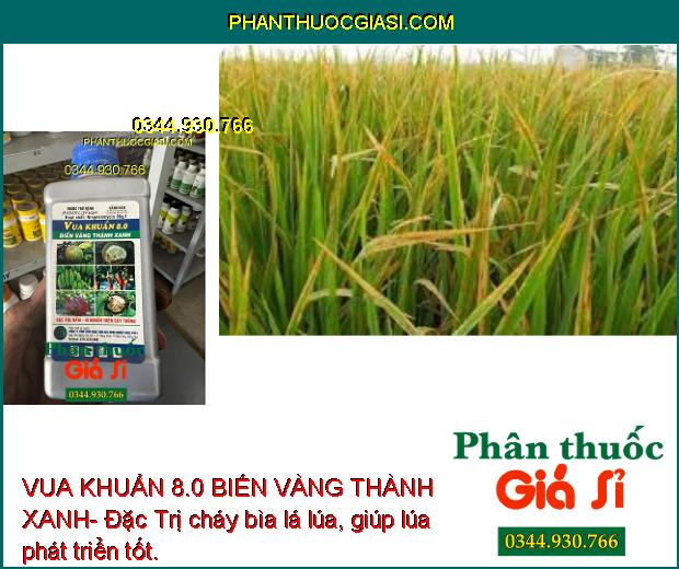 VUA KHUẨN 8.0 BIẾN VÀNG THÀNH XANH- Đặc Trị Nấm - Vi Khuẩn