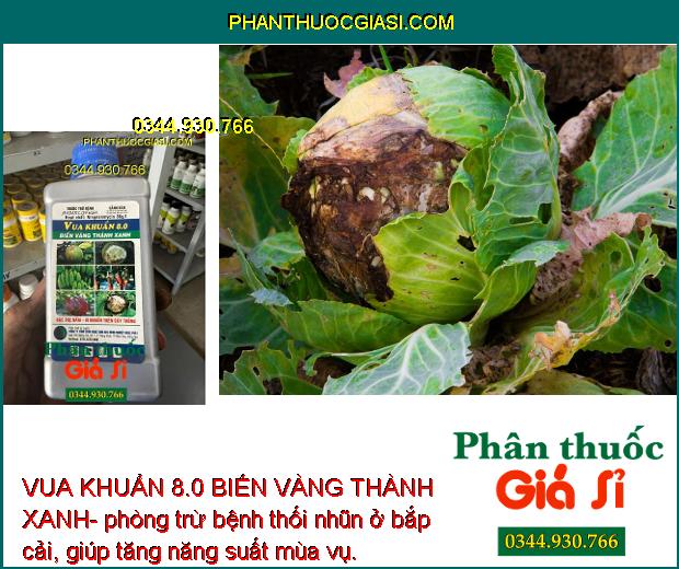 VUA KHUẨN 8.0 BIẾN VÀNG THÀNH XANH- Đặc Trị Nấm - Vi Khuẩn