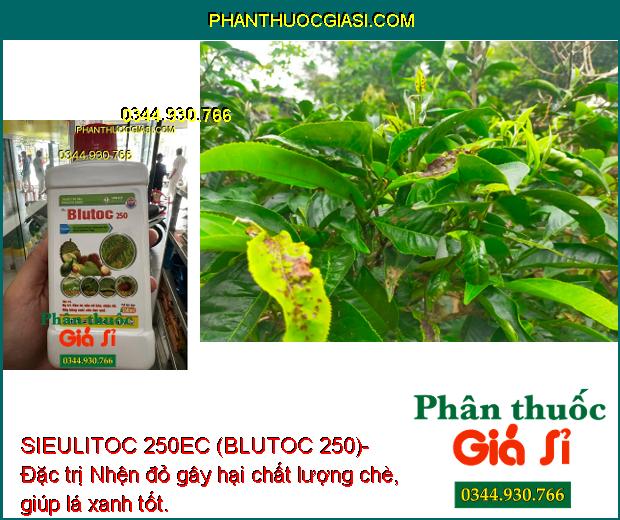 SIEULITOC 250EC (BLUTOC 250)- Đặc Trị Sâu Bệnh Gây Hại