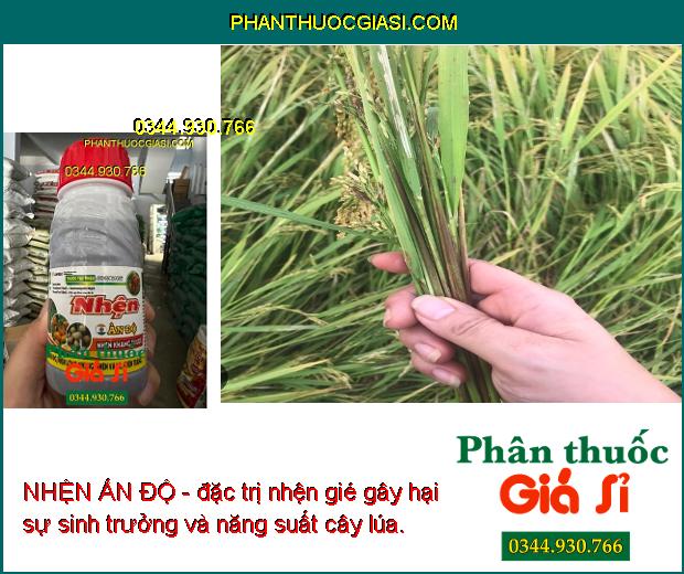 NHỆN ẤN ĐỘ- Trị Nhện Kháng Thuốc- Nhện Đỏ- Nhện Vàng