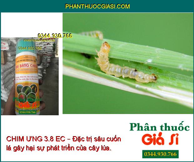 CHIM ƯNG 3.8 EC – Đại Bàng Chiến- Đặc Trị Nhện Đỏ Và Các Loại Sâu Bọ