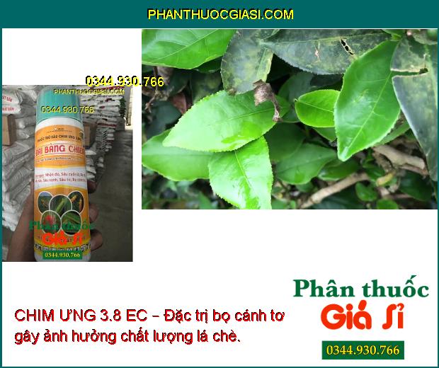 CHIM ƯNG 3.8 EC – Đại Bàng Chiến- Đặc Trị Nhện Đỏ Và Các Loại Sâu Bọ