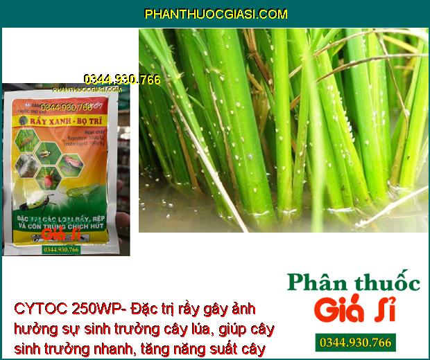 CYTOC 250WP-Đặc Trị Rầy Xanh - Bo Trĩ