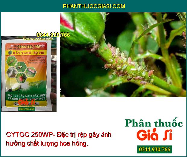 CYTOC 250WP-Đặc Trị Rầy Xanh - Bo Trĩ