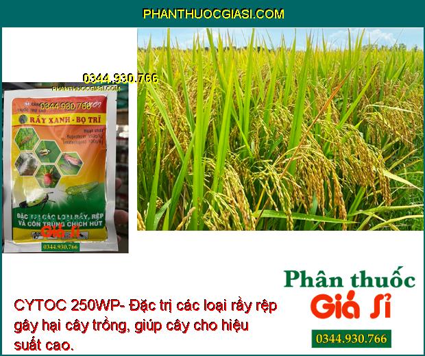 CYTOC 250WP-Đặc Trị Rầy Xanh - Bo Trĩ