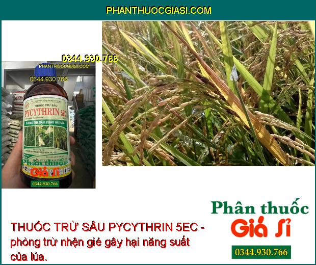 THUỐC TRỪ SÂU PYCYTHRIN 5EC - ĐẶC TRỊ CÁC LOẠI SÂU HẠI CÂY TRỒNG