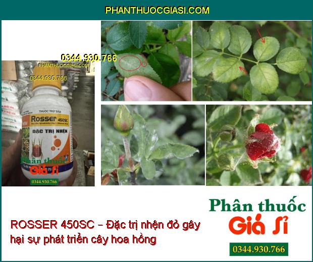 ROSSER 450SC – Đặc trị nhện đỏ gây hại 