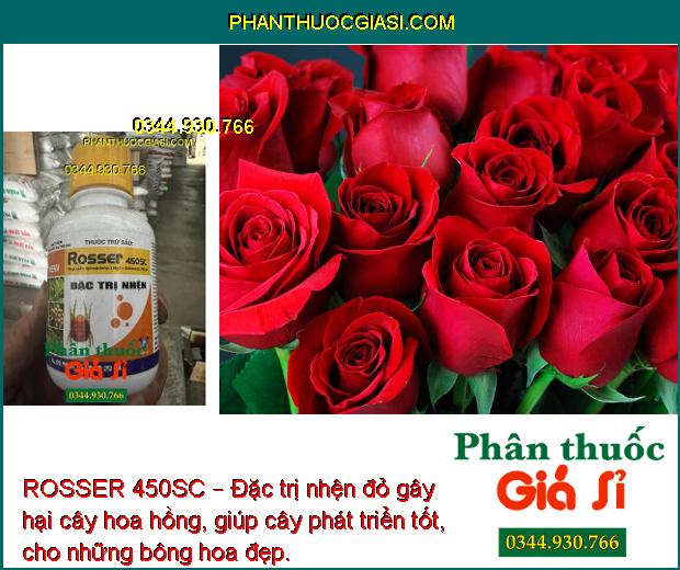 ROSSER 450SC – Đặc trị nhện đỏ gây hại 