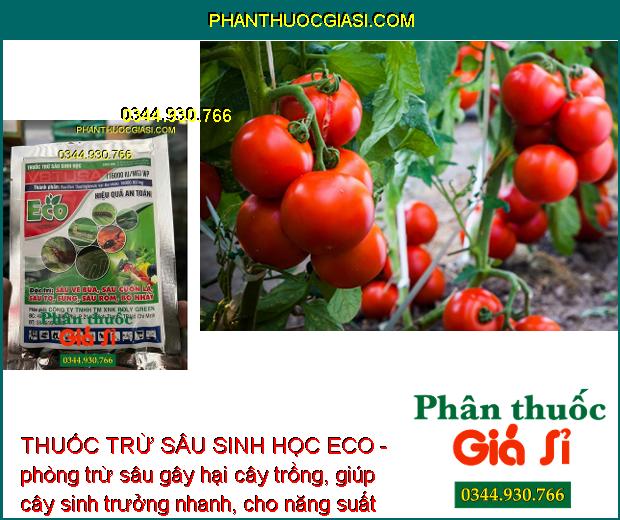 THUỐC TRỪ SÂU SINH HỌC ECO - Đặc Trị Các Loại Sâu Gây Hại