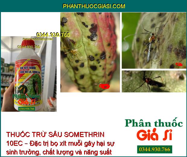 THUỐC TRỪ SÂU SOMETHRIN 10EC – Đặc Trị Bọ Xít Muỗi- Sâu Ăn Lá- Sùng Hà 