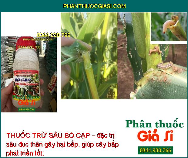 THUỐC TRỪ SÂU BÒ CẠP – Sát Thủ Diệt Sâu- Rầy Kháng Thuốc