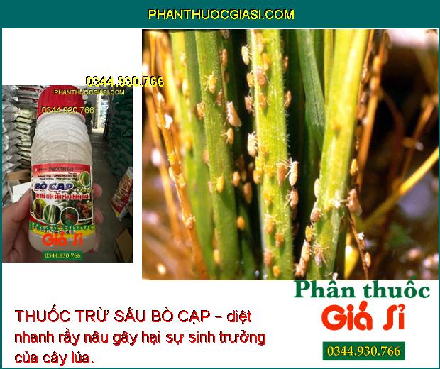 THUỐC TRỪ SÂU BÒ CẠP – Sát Thủ Diệt Sâu- Rầy Kháng Thuốc