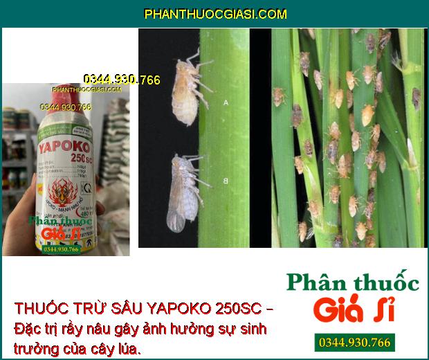 THUỐC TRỪ SÂU YAPOKO 250SC – ĐẶC TRỊ RẦY NÂU