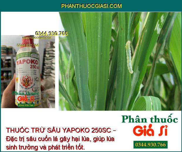 THUỐC TRỪ SÂU YAPOKO 250SC – ĐẶC TRỊ RẦY NÂU