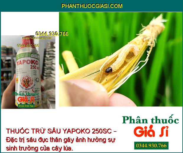 THUỐC TRỪ SÂU YAPOKO 250SC – ĐẶC TRỊ RẦY NÂU