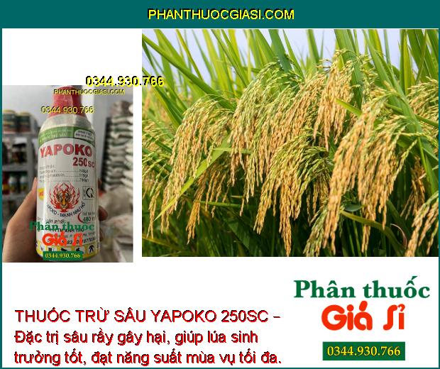 THUỐC TRỪ SÂU YAPOKO 250SC – ĐẶC TRỊ RẦY NÂU