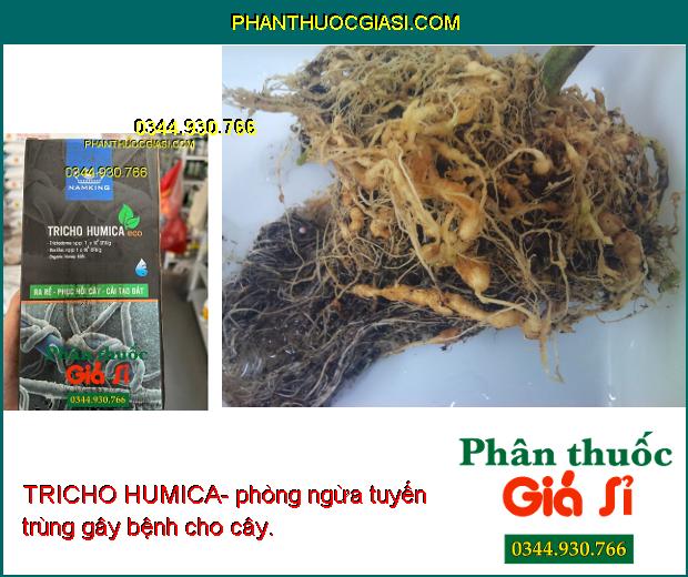 TRICHO HUMICA- Giúp Phục Hồi Cây-  Kích Thích Ra Rễ